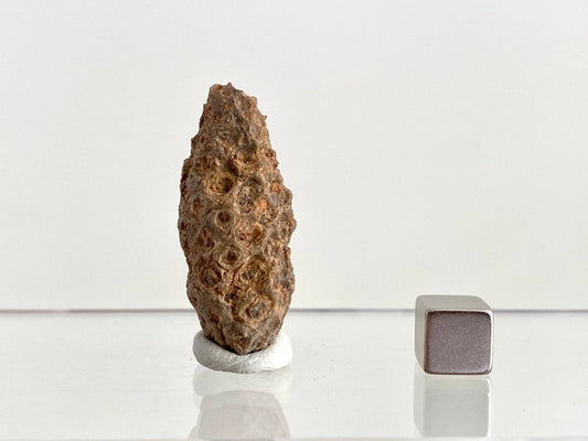 Fossil Pine Cone (1.61") - Eocene plant fossil, Morocco - FossilsAndMore
