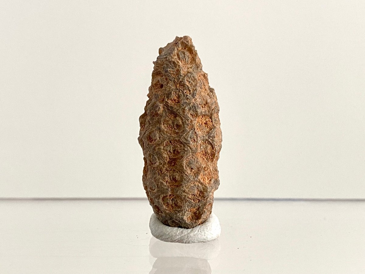 Fossil Pine Cone (1.61") - Eocene plant fossil, Morocco - FossilsAndMore