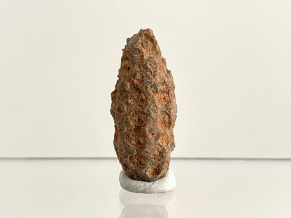 Fossil Pine Cone (1.61") - Eocene plant fossil, Morocco - FossilsAndMore