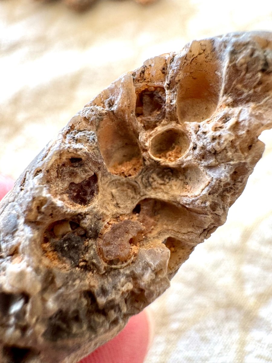 Fossil Pine Cone (1.69") - Eocene plant fossil, Morocco - FossilsAndMore