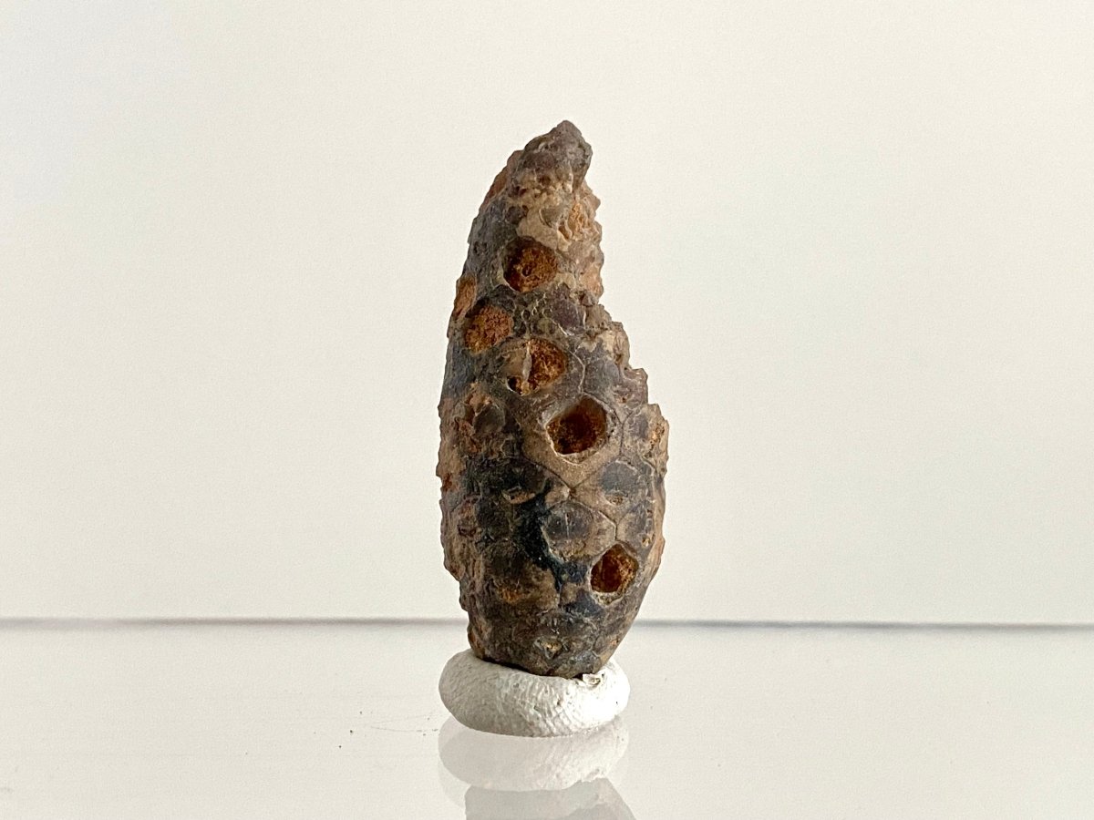 Fossil Pine Cone (1.69") - Eocene plant fossil, Morocco - FossilsAndMore