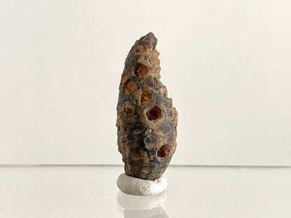 Fossil Pine Cone (1.69") - Eocene plant fossil, Morocco - FossilsAndMore