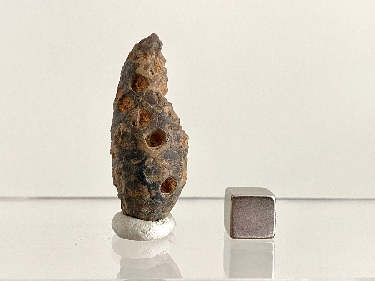 Fossil Pine Cone (1.69") - Eocene plant fossil, Morocco - FossilsAndMore