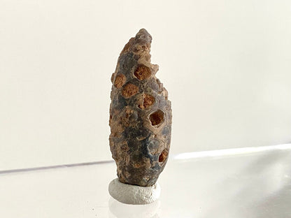 Fossil Pine Cone (1.69") - Eocene plant fossil, Morocco - FossilsAndMore