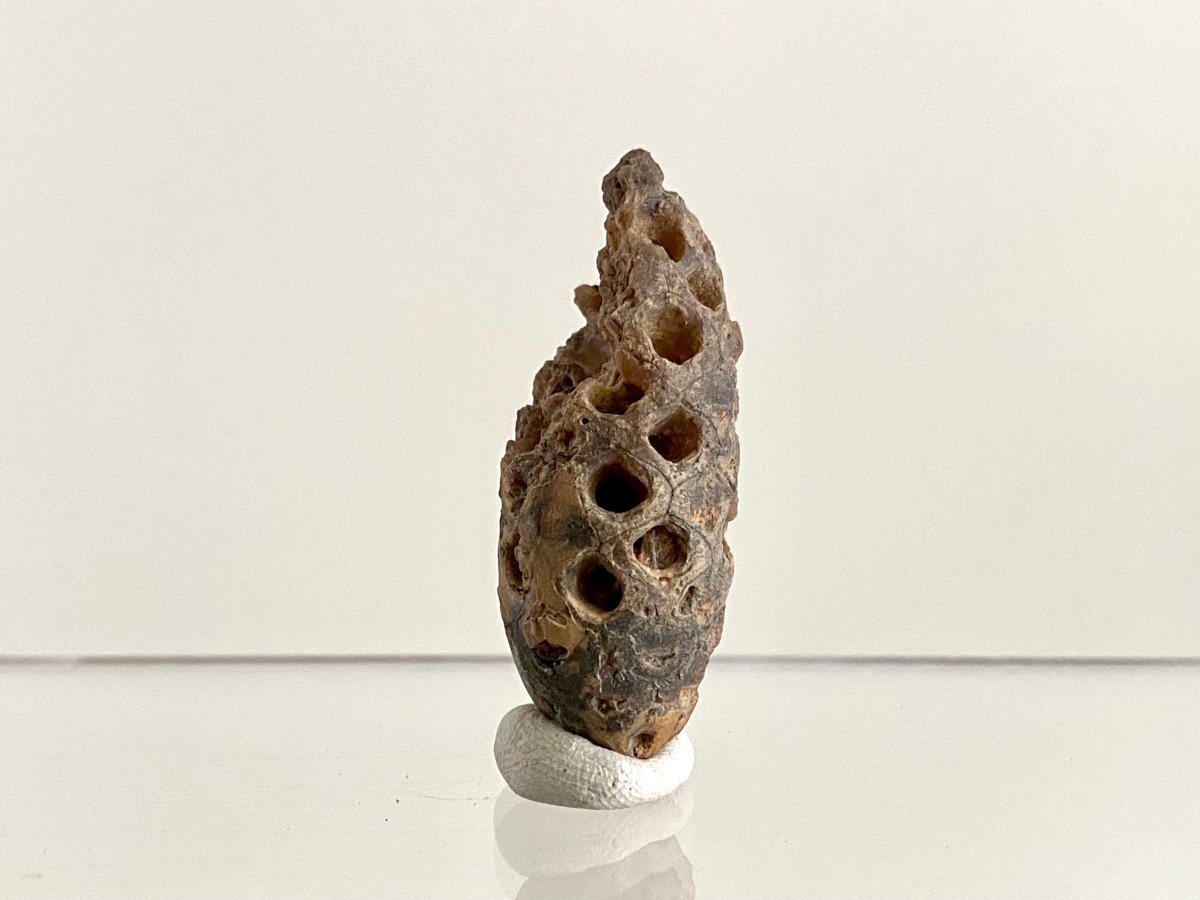 Fossil Pine Cone (1.69") - Eocene plant fossil, Morocco - FossilsAndMore