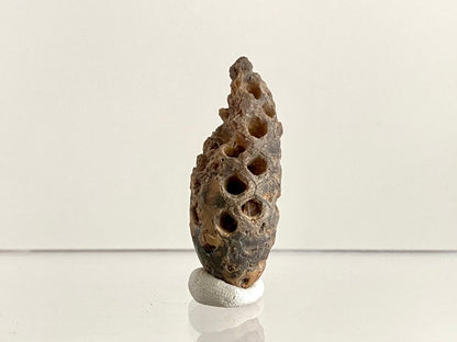 Fossil Pine Cone (1.69") - Eocene plant fossil, Morocco - FossilsAndMore
