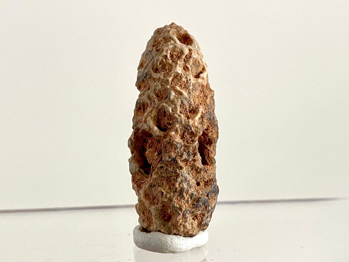 Fossil Pine Cone (1.72") - Eocene plant fossil, Morocco - FossilsAndMore