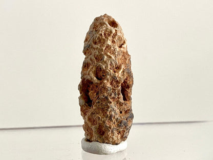Fossil Pine Cone (1.72") - Eocene plant fossil, Morocco - FossilsAndMore