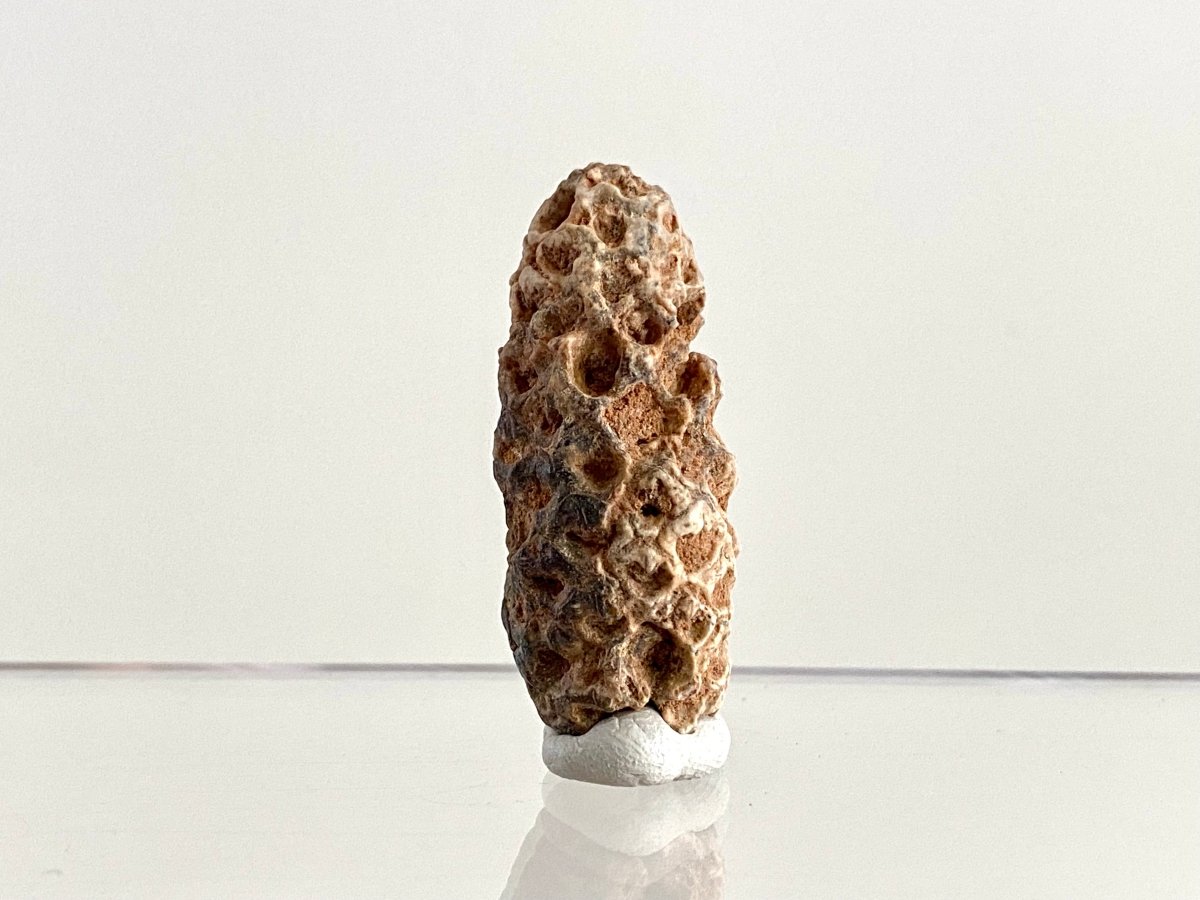Fossil Pine Cone (1.72") - Eocene plant fossil, Morocco - FossilsAndMore