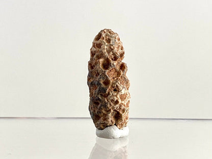 Fossil Pine Cone (1.72") - Eocene plant fossil, Morocco - FossilsAndMore