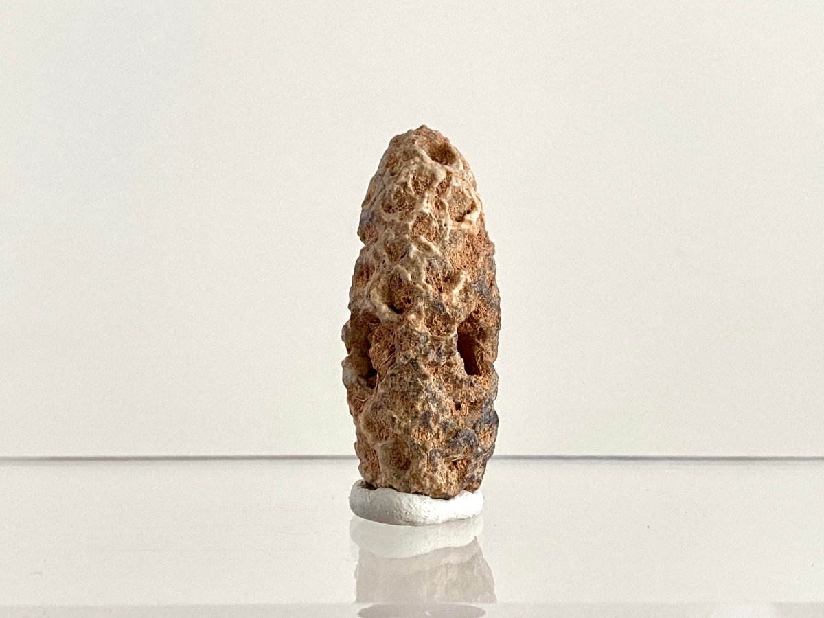 Fossil Pine Cone (1.72") - Eocene plant fossil, Morocco - FossilsAndMore