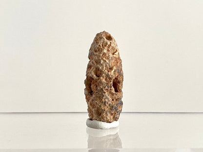 Fossil Pine Cone (1.72") - Eocene plant fossil, Morocco - FossilsAndMore