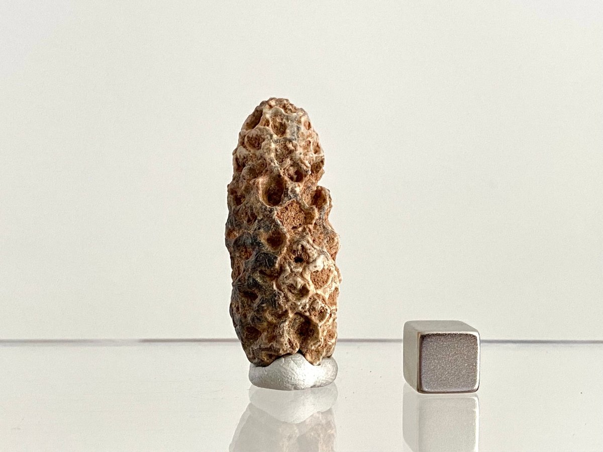 Fossil Pine Cone (1.72") - Eocene plant fossil, Morocco - FossilsAndMore