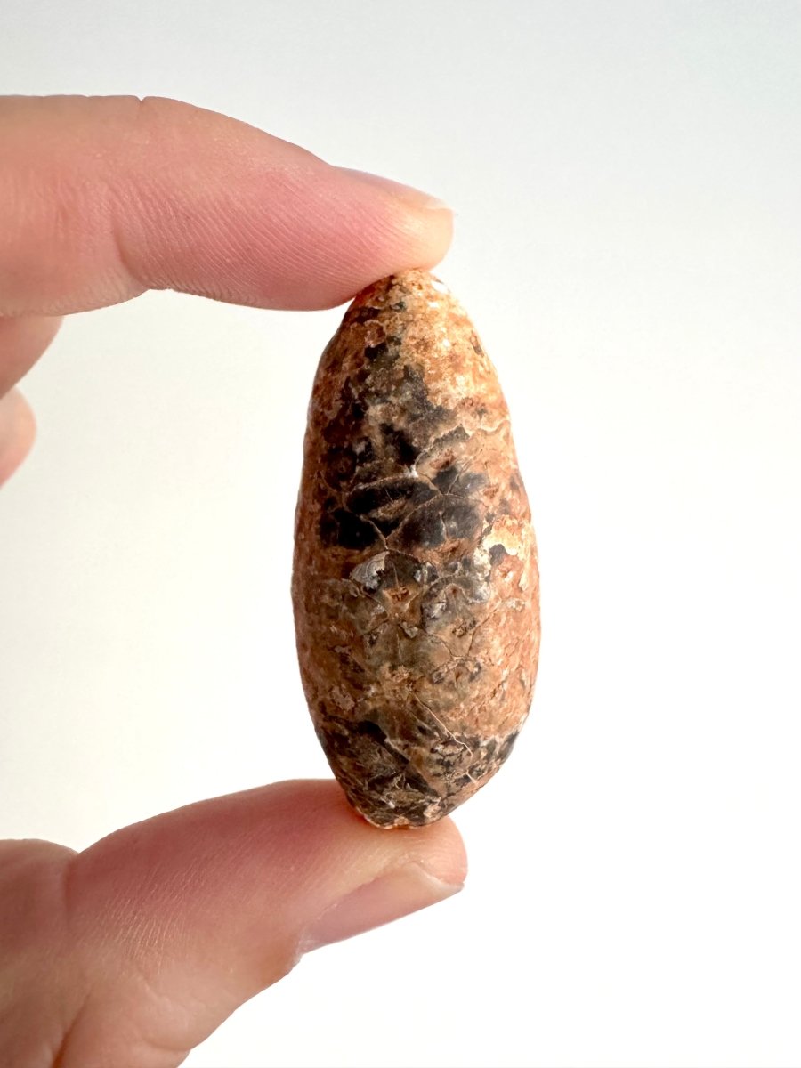 Fossil Pine Cone (2.01") - Eocene plant fossil, Morocco - FossilsAndMore