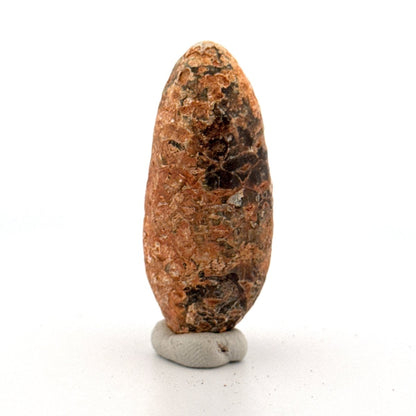 Fossil Pine Cone (2.01") - Eocene plant fossil, Morocco - FossilsAndMore