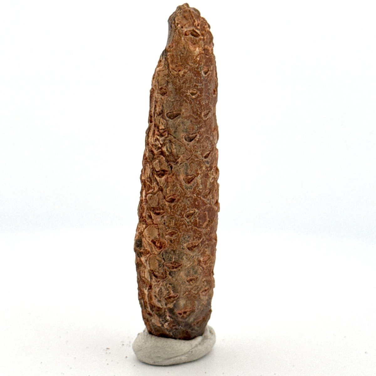Fossil Pine Cone (2.45") - Eocene plant fossil, Morocco - FossilsAndMore