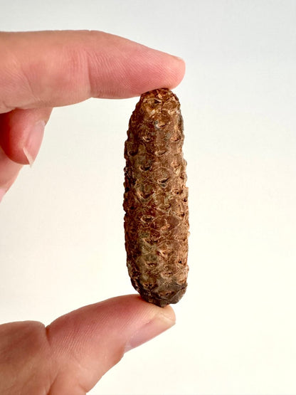 Fossil Pine Cone (2.45") - Eocene plant fossil, Morocco - FossilsAndMore