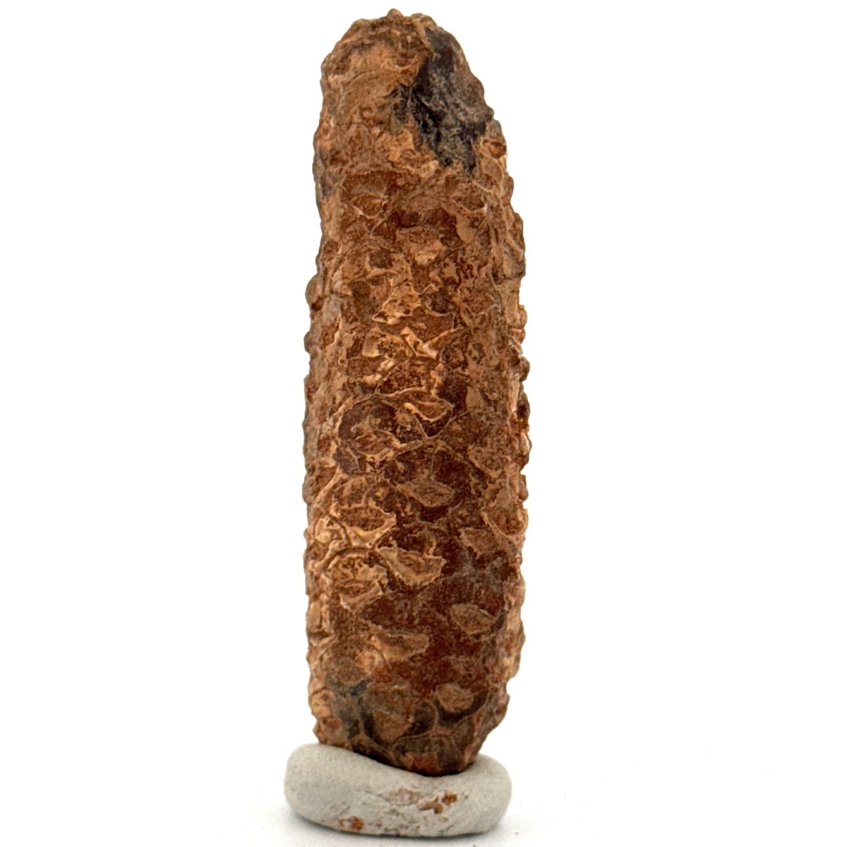 Fossil Pine Cone (2.45") - Eocene plant fossil, Morocco - FossilsAndMore