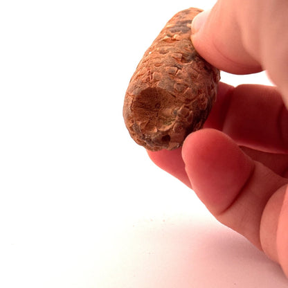 Fossil Pine Cone (2.51") - Eocene plant fossil, Morocco - FossilsAndMore