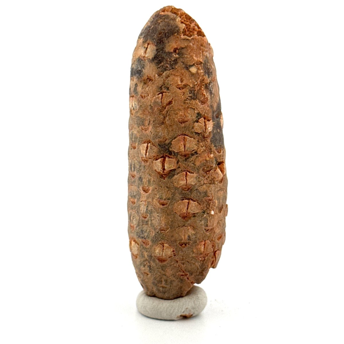 Fossil Pine Cone (2.51") - Eocene plant fossil, Morocco - FossilsAndMore