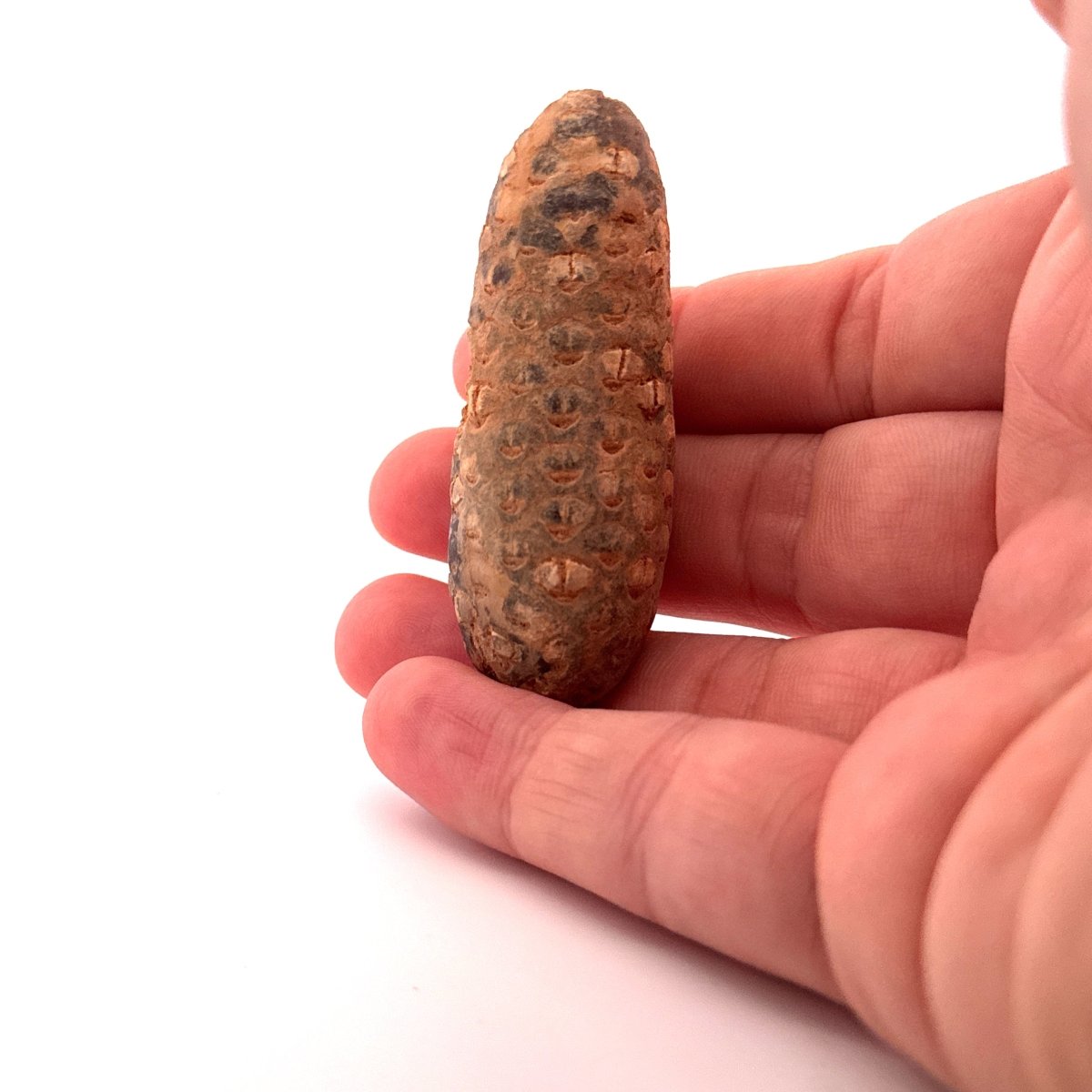 Fossil Pine Cone (2.51") - Eocene plant fossil, Morocco - FossilsAndMore