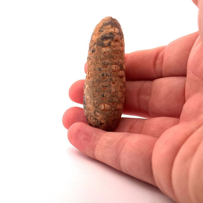 Fossil Pine Cone (2.51") - Eocene plant fossil, Morocco - FossilsAndMore