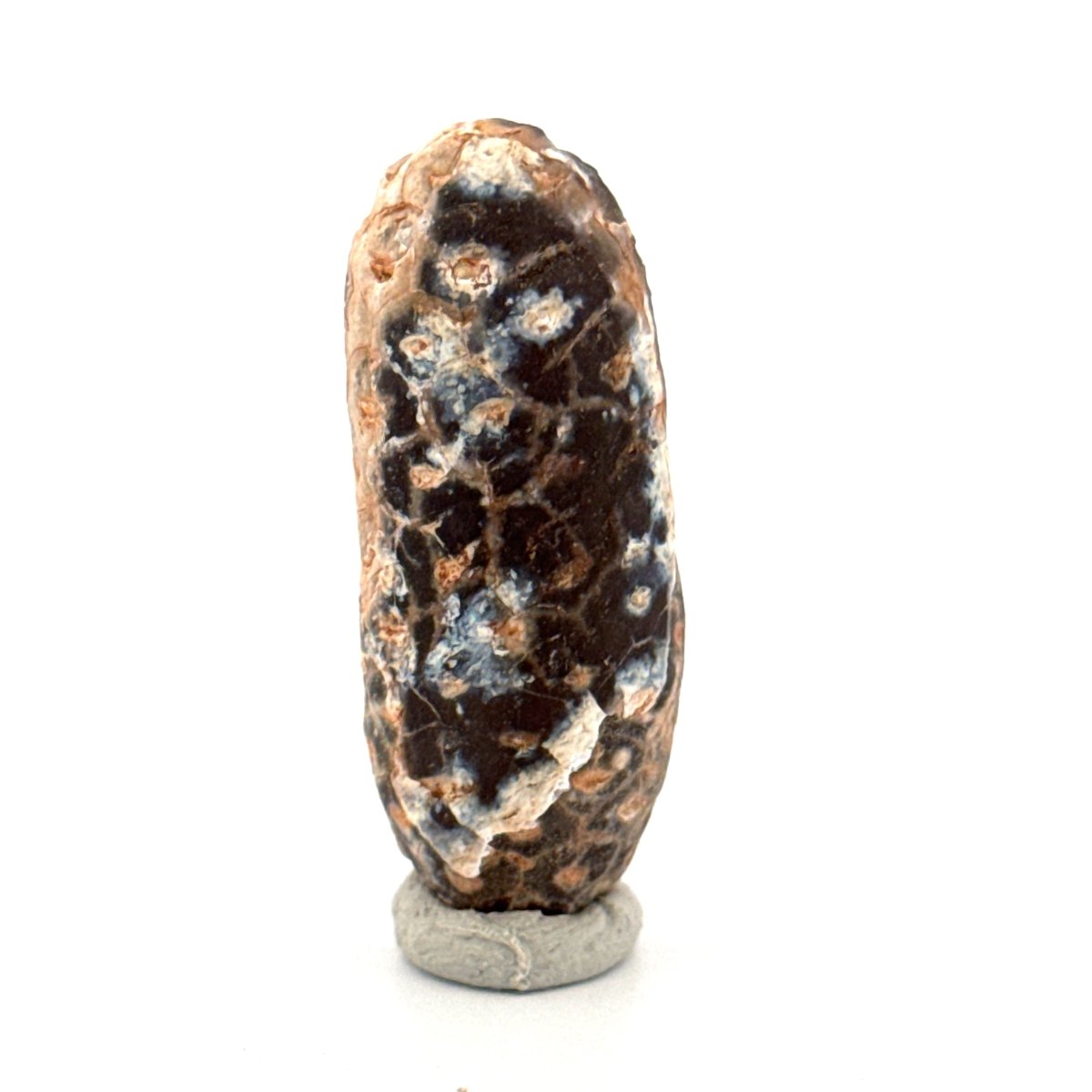 Fossil Pine Cone, Equicalastrobus chinlea (1.68") - Eocene plant fossil from Morocco - FossilsAndMore