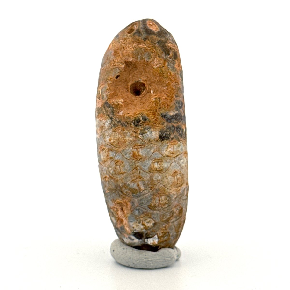 Fossil Pine Cone, Equicalastrobus chinlea (1.80") - Eocene plant fossil from Morocco - FossilsAndMore