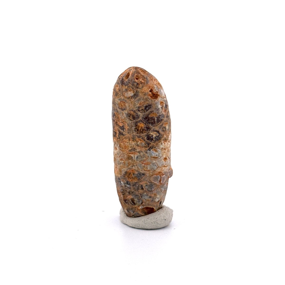 Fossil Pine Cone, Equicalastrobus chinlea (1.80") - Eocene plant fossil from Morocco - FossilsAndMore
