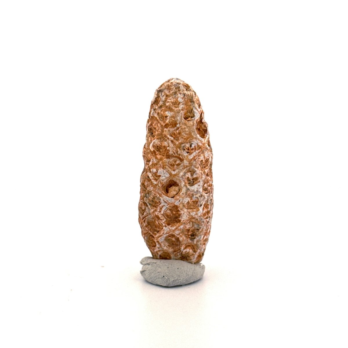 Fossil Pine Cone, Equicalastrobus chinlea (1.92") - Eocene plant fossil from Morocco - FossilsAndMore