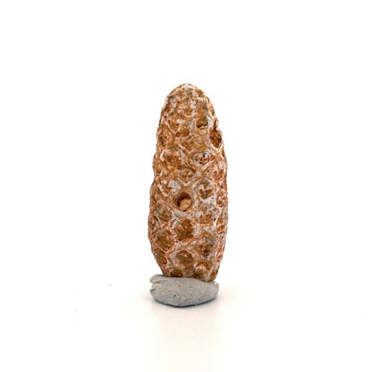 Fossil Pine Cone, Equicalastrobus chinlea (1.92") - Eocene plant fossil from Morocco - FossilsAndMore