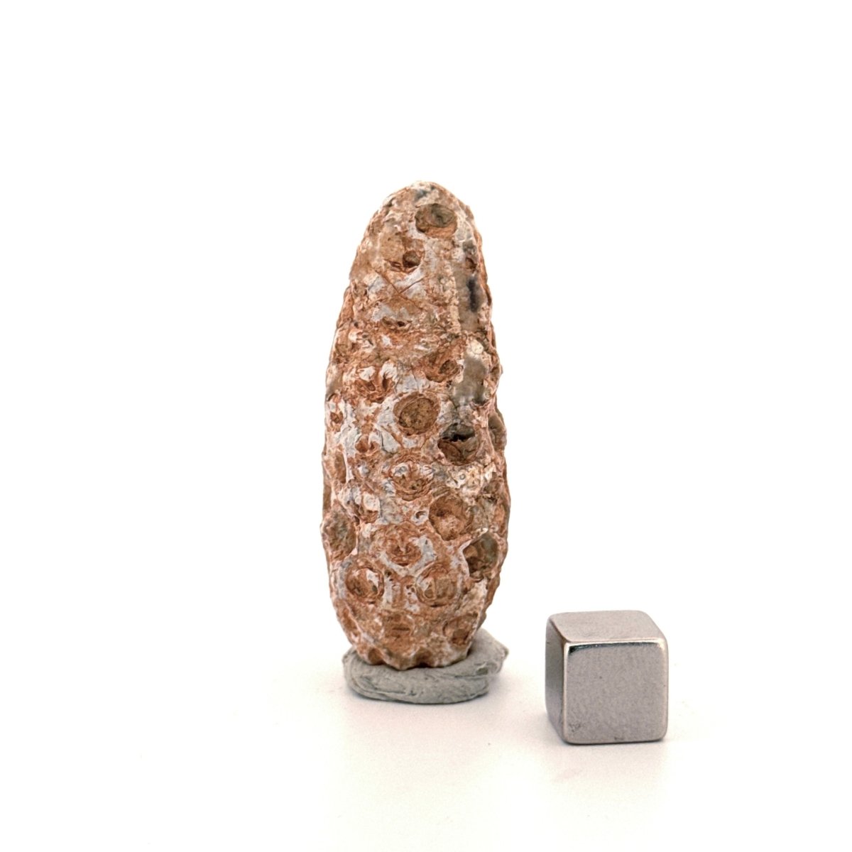 Fossil Pine Cone, Equicalastrobus chinlea (1.92") - Eocene plant fossil from Morocco - FossilsAndMore
