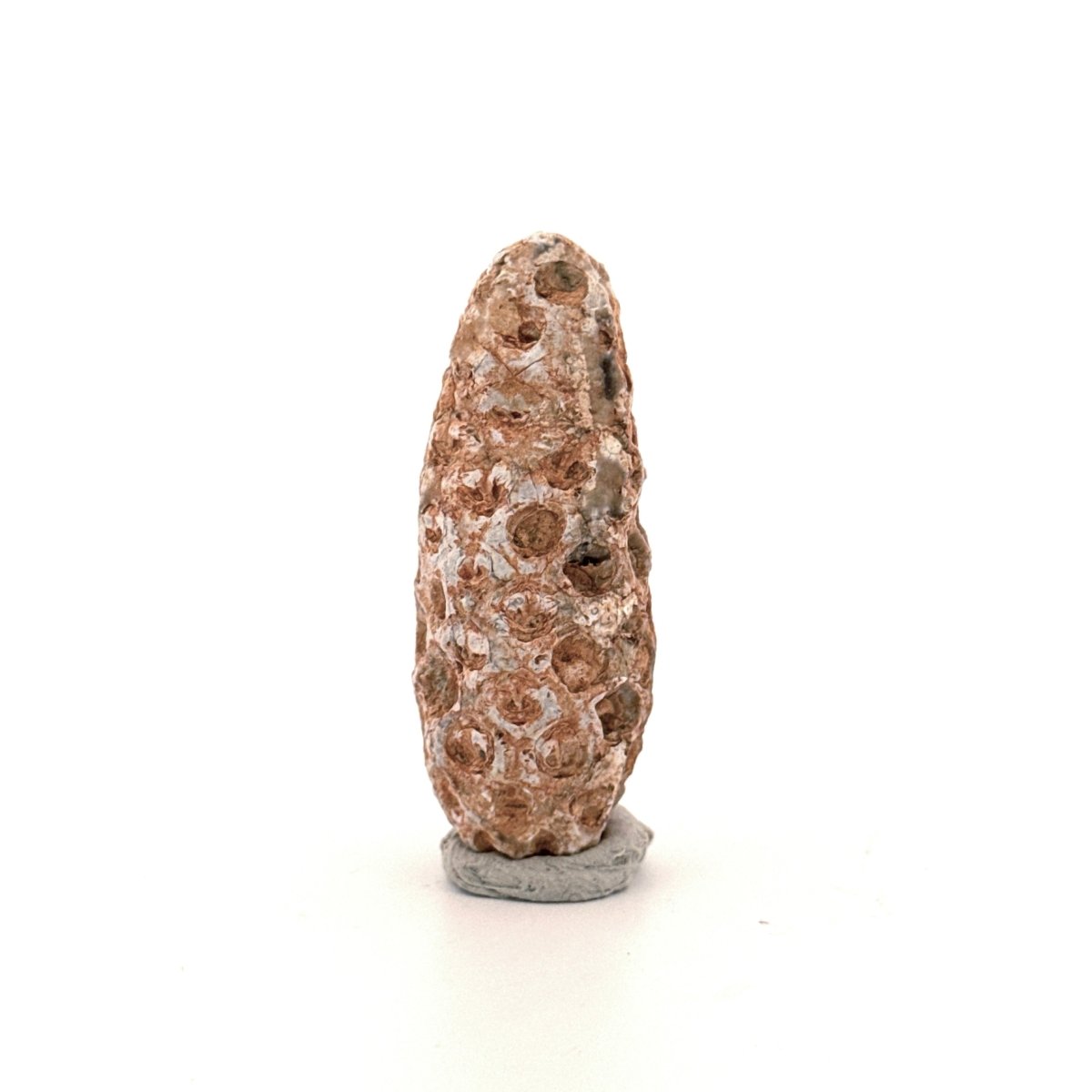 Fossil Pine Cone, Equicalastrobus chinlea (1.92") - Eocene plant fossil from Morocco - FossilsAndMore