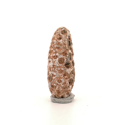 Fossil Pine Cone, Equicalastrobus chinlea (1.92") - Eocene plant fossil from Morocco - FossilsAndMore