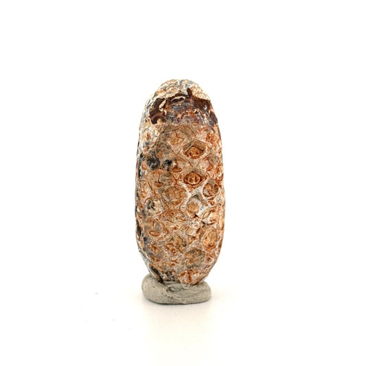 Fossil Pine Cone, Equicalastrobus chinlea (1.97") - Eocene plant fossil from Morocco - FossilsAndMore