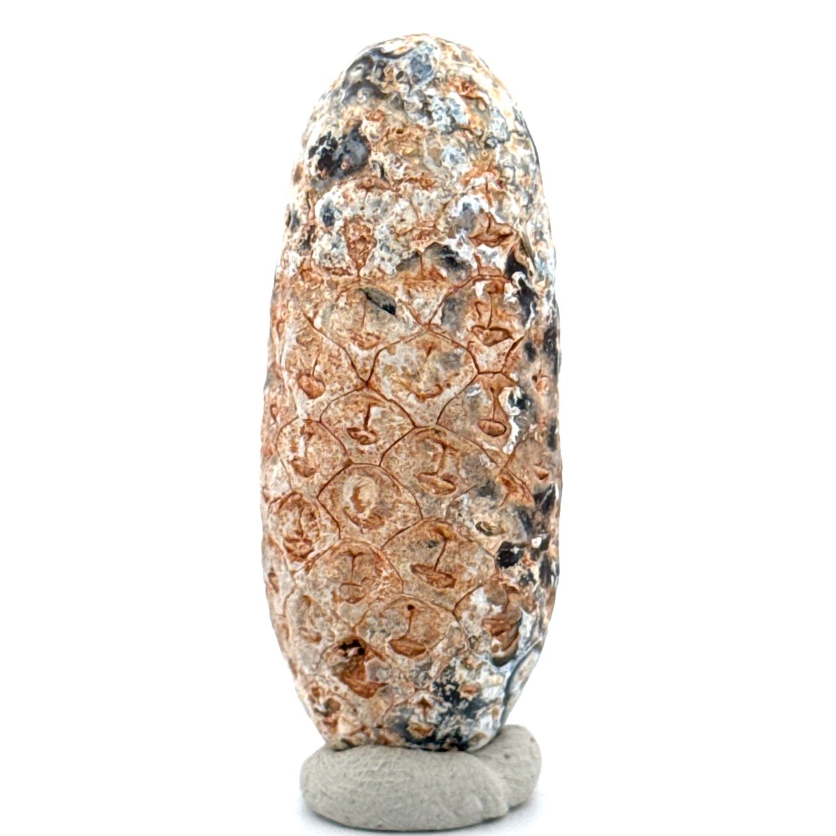 Fossil Pine Cone, Equicalastrobus chinlea (1.97") - Eocene plant fossil from Morocco - FossilsAndMore