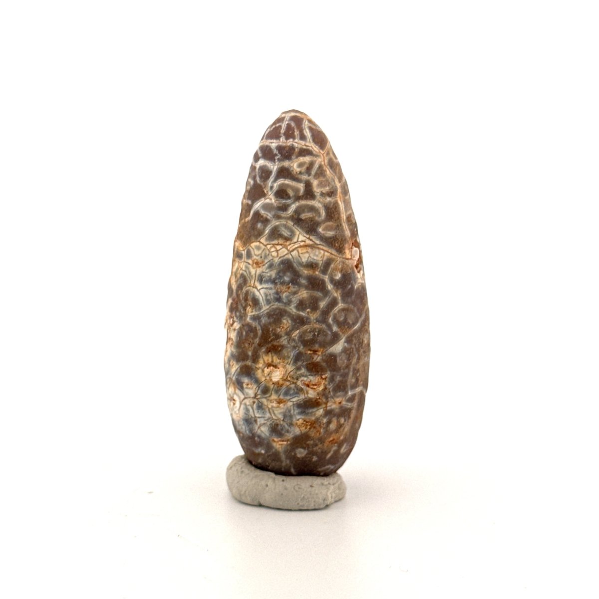 Fossil Pine Cone, Equicalastrobus chinlea (2.14") - Eocene plant fossil from Morocco - FossilsAndMore