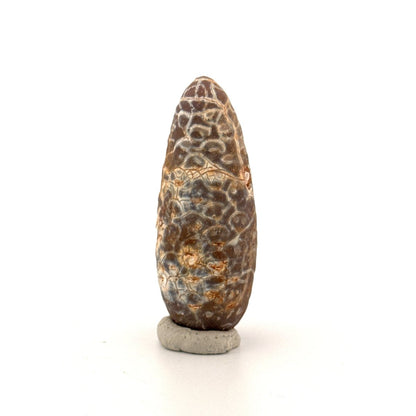 Fossil Pine Cone, Equicalastrobus chinlea (2.14") - Eocene plant fossil from Morocco - FossilsAndMore