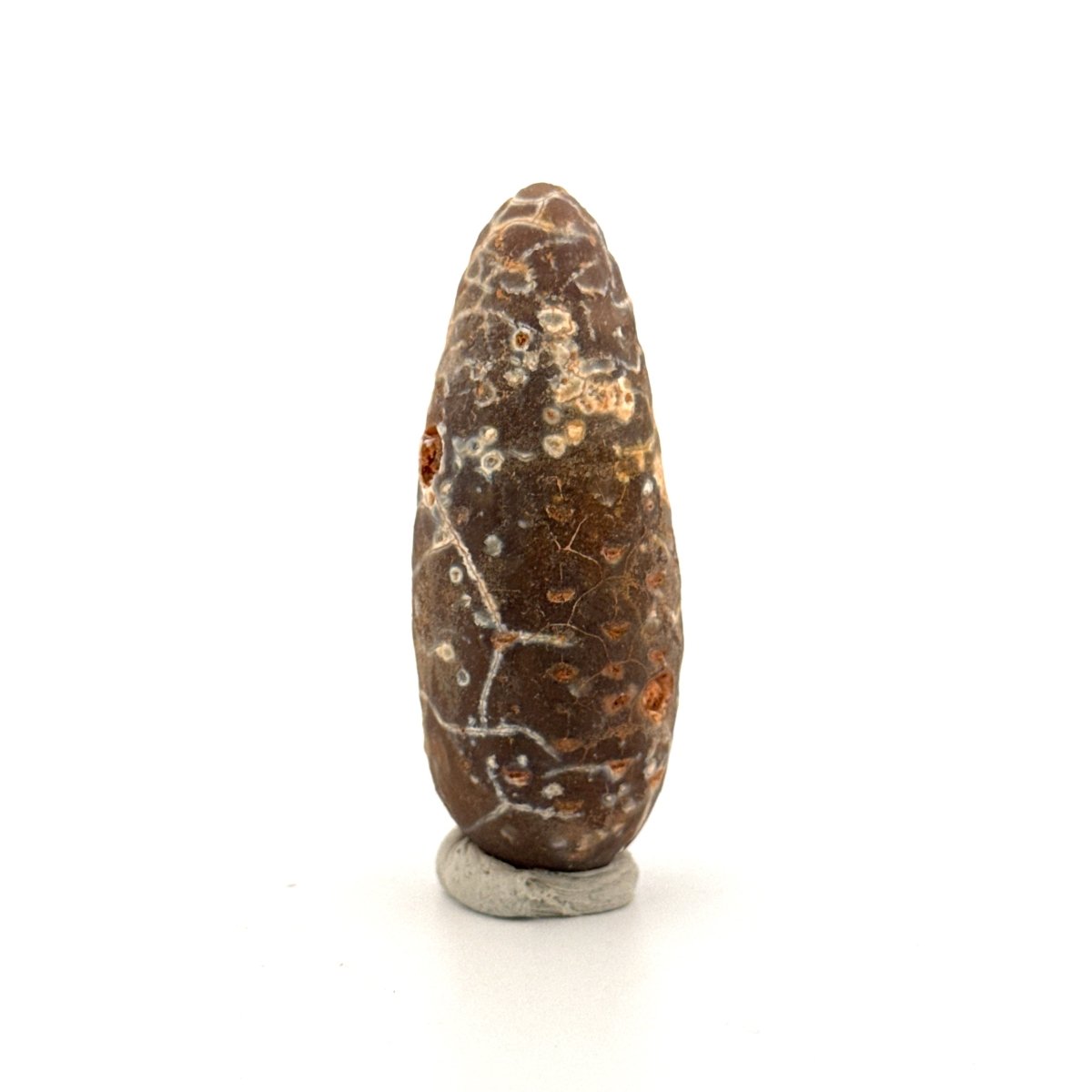Fossil Pine Cone, Equicalastrobus chinlea (2.14") - Eocene plant fossil from Morocco - FossilsAndMore