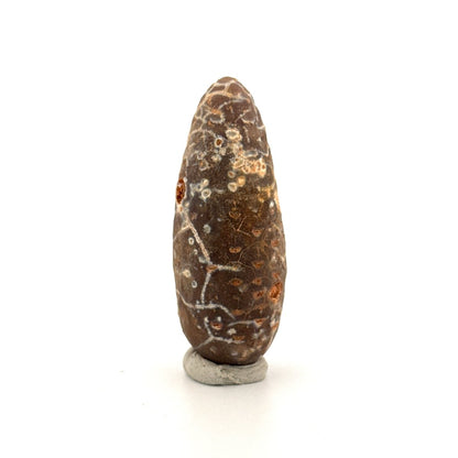 Fossil Pine Cone, Equicalastrobus chinlea (2.14") - Eocene plant fossil from Morocco - FossilsAndMore