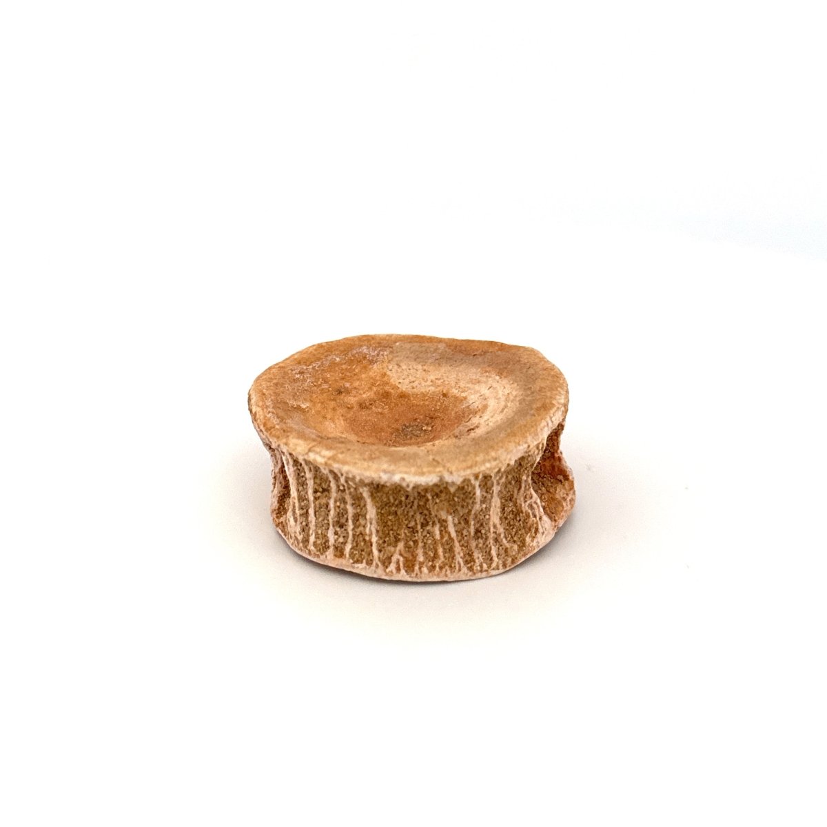 Fossil Shark Vertebra (1.61") – Eocene, Morocco - FossilsAndMore