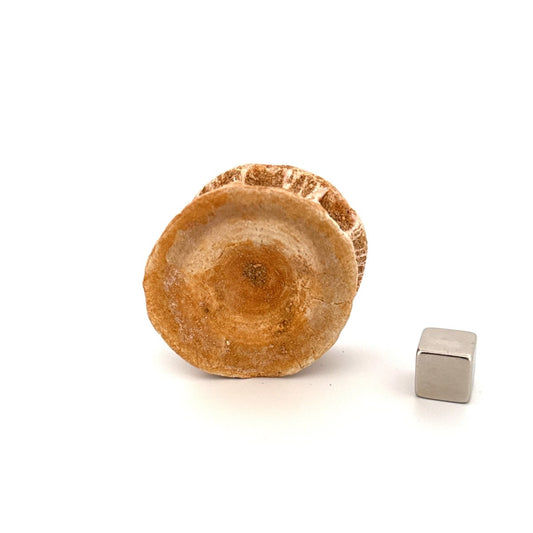 Fossil Shark Vertebra (1.61") – Eocene, Morocco - FossilsAndMore