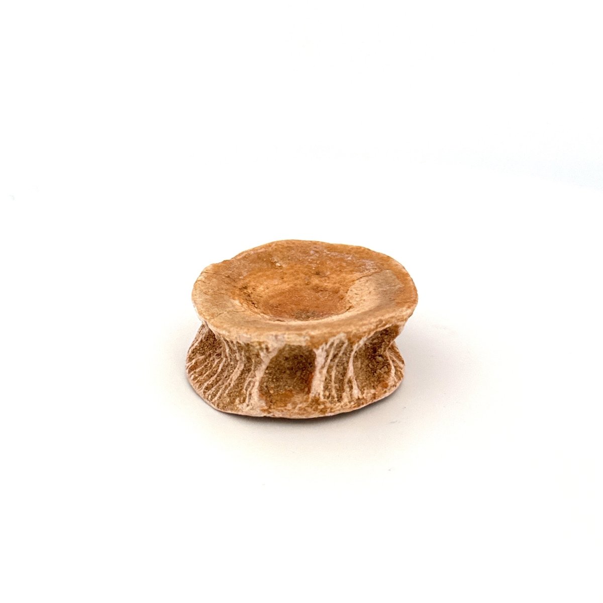 Fossil Shark Vertebra (1.61") – Eocene, Morocco - FossilsAndMore