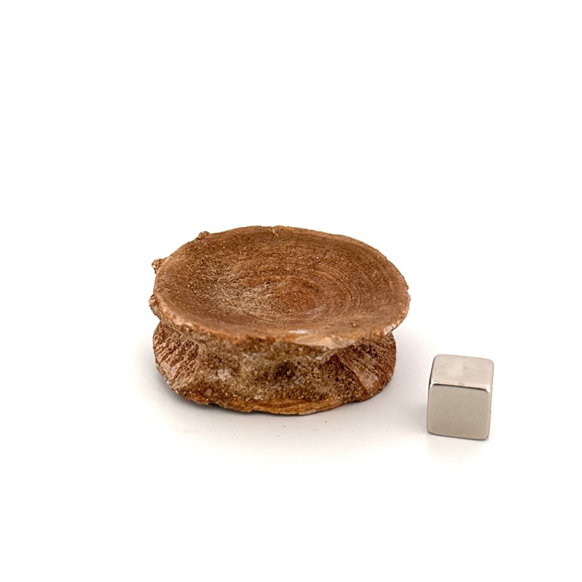 Fossil Shark Vertebra (1.76") – Eocene, Morocco - FossilsAndMore