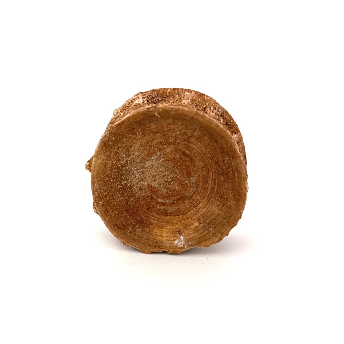 Fossil Shark Vertebra (1.76") – Eocene, Morocco - FossilsAndMore