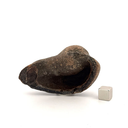 Fossil Whale Ear Bone (2.88") from Antwerp Region, Miocene Cetacean Tympanic Bulla - FossilsAndMore