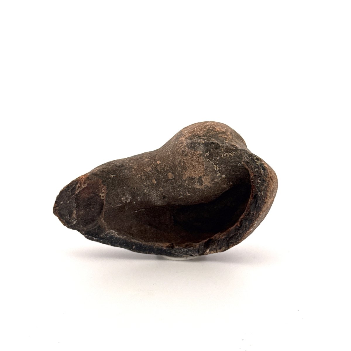 Fossil Whale Ear Bone (2.88") from Antwerp Region, Miocene Cetacean Tympanic Bulla - FossilsAndMore