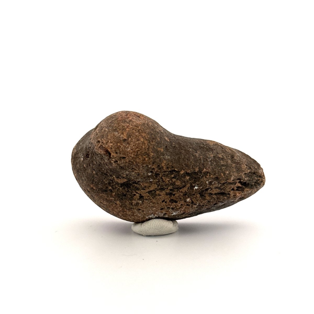 Fossil Whale Ear Bone (2.88") from Antwerp Region, Miocene Cetacean Tympanic Bulla - FossilsAndMore