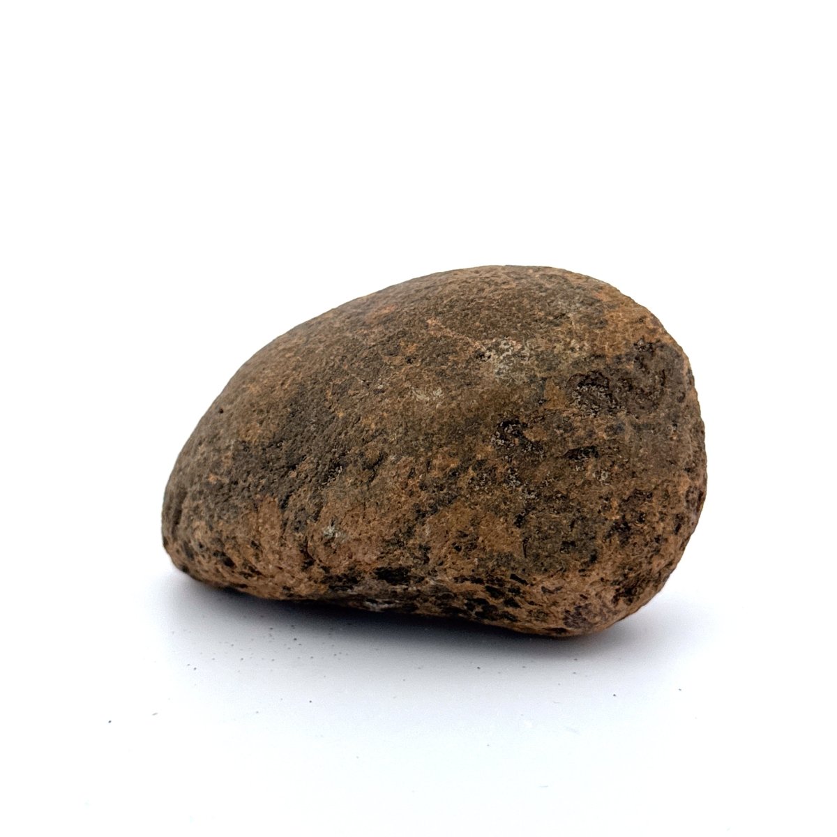 Fossil Whale Ear Bone (3.11") from Antwerp Region, Miocene Cetacean Tympanic Bulla - FossilsAndMore