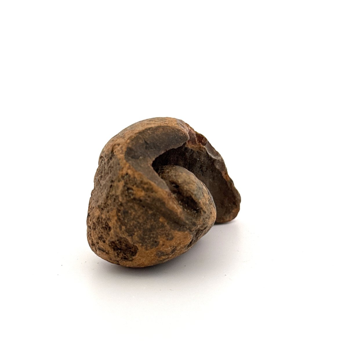 Fossil Whale Ear Bone (3.11") from Antwerp Region, Miocene Cetacean Tympanic Bulla - FossilsAndMore